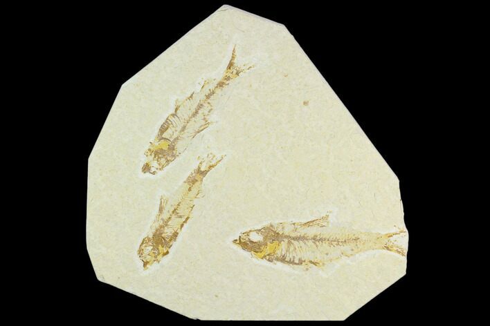 Trio of Fossil Fish (Knightia) - Green River Formation #126532